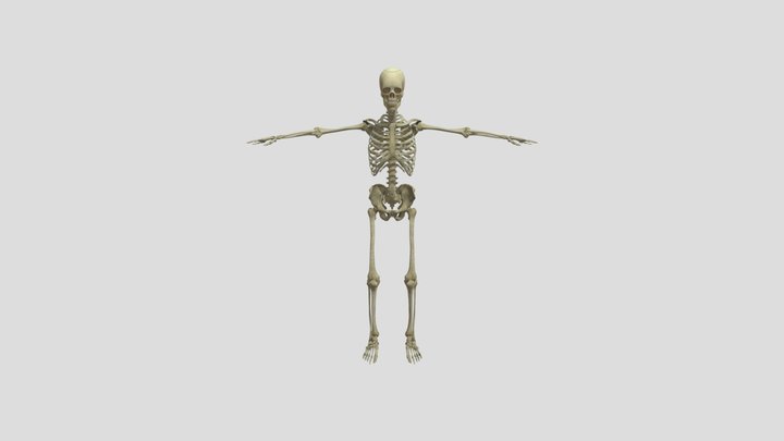 Skeletal System 3D Model