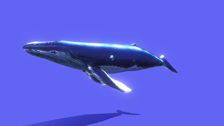 Whale in 3D (with anatomy) 3D Model
