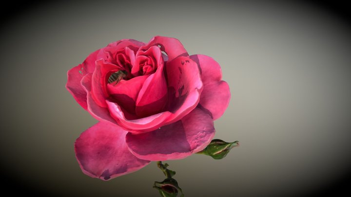 Rose and Bee 3D Model