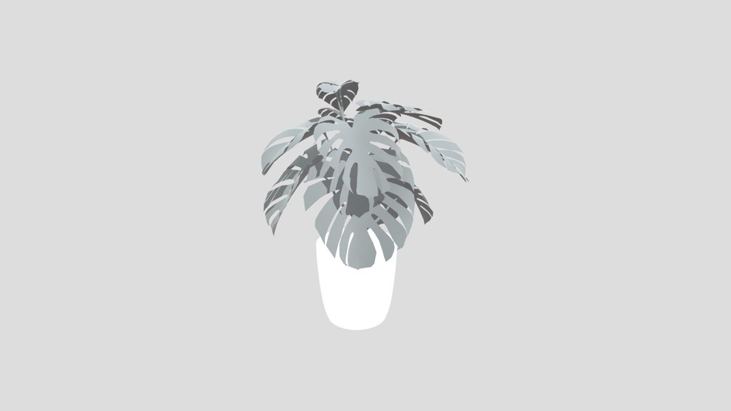 Monestera Plant Med Potted