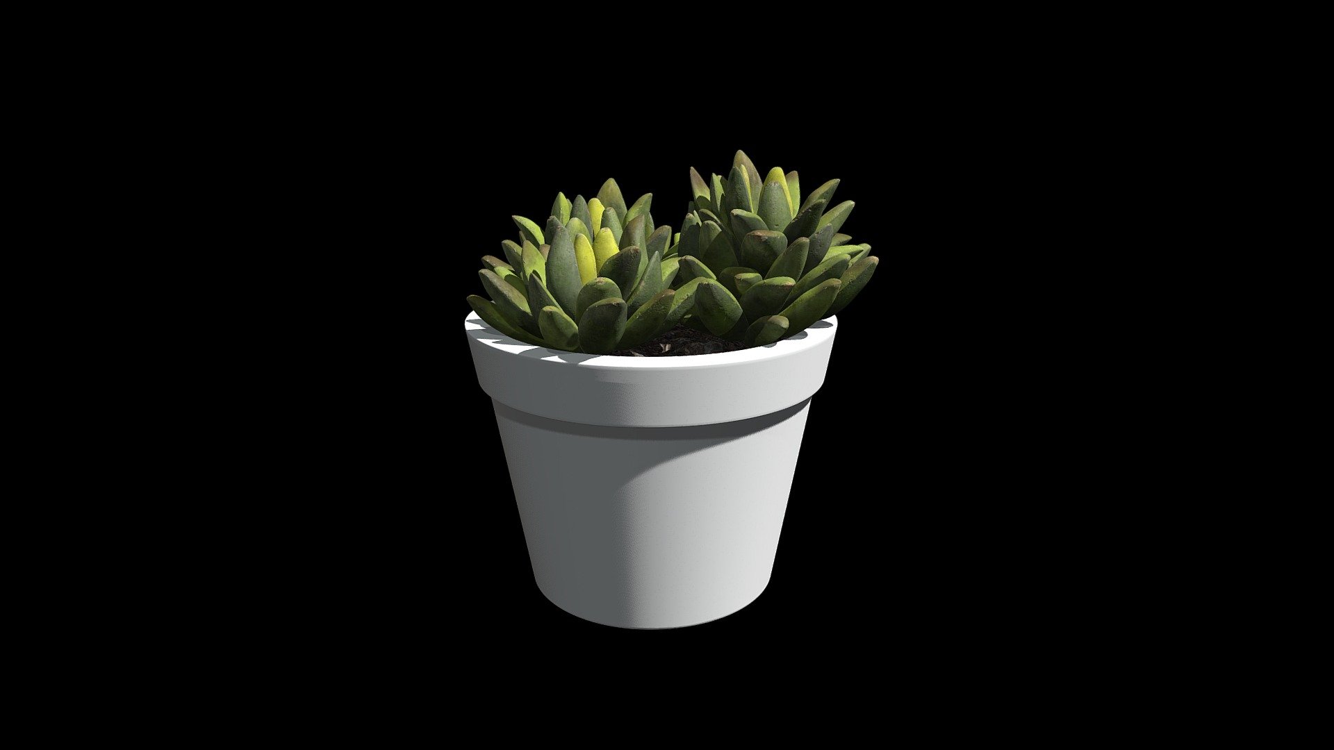 Plant Agave 001