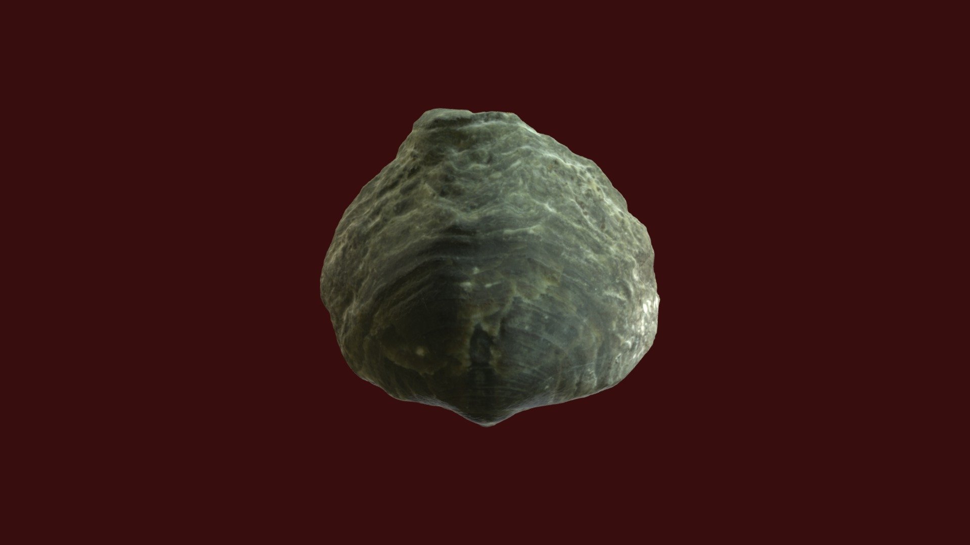 Athyris spiriferoides