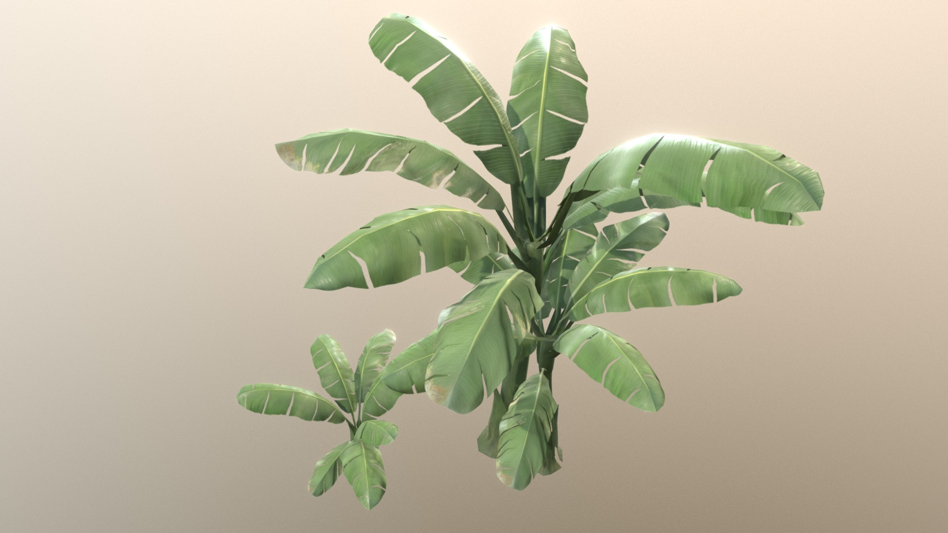 3D model Banana plant - This is a 3D model of the Banana plant. The 3D model is about a plant with leaves.