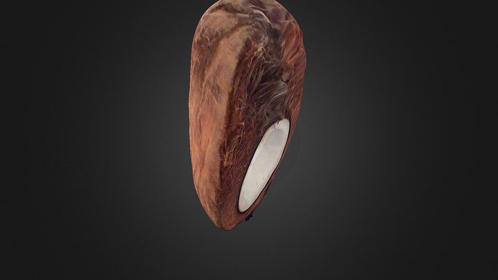 1/2 Coconut 3D Model