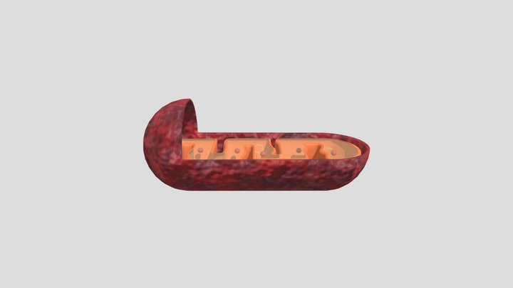 Mitochondria 3D Model