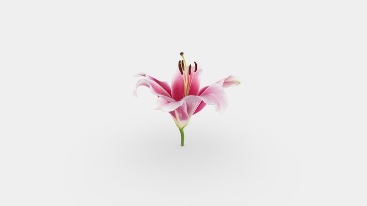 Dark Pink Lilly 3D Model