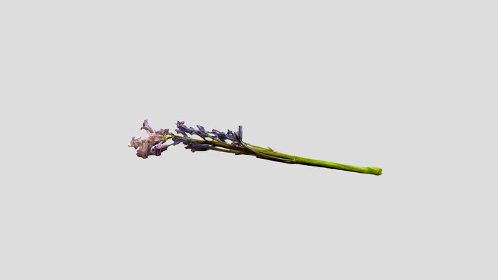 dead_flower 3D Model