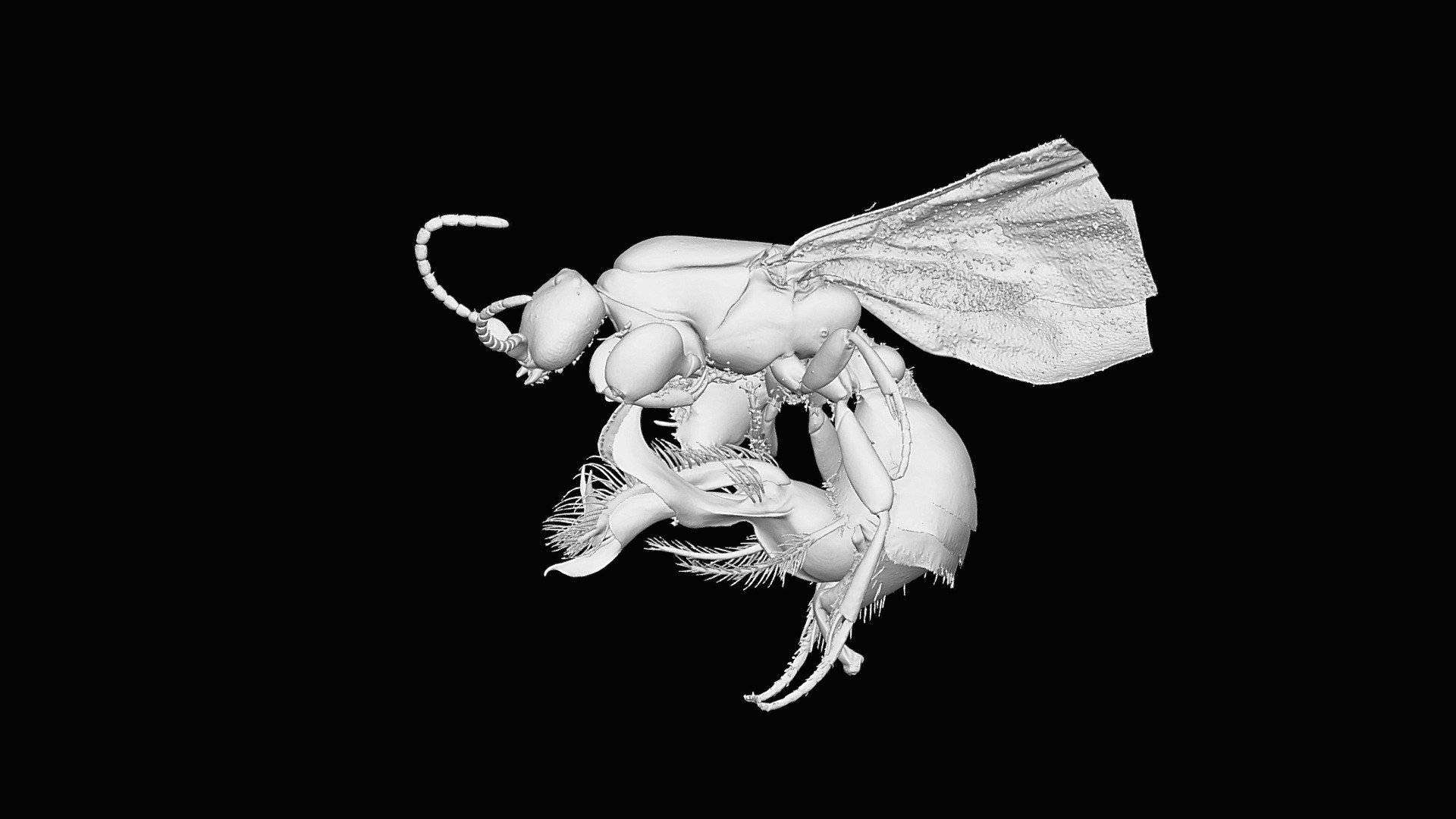 Protanilla spec. (male)