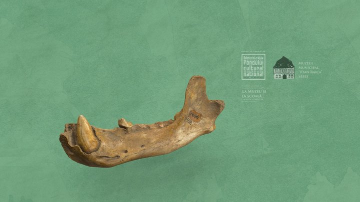 Ursus spelaeus - Ursul de peșteră_mandibulă 3D Model