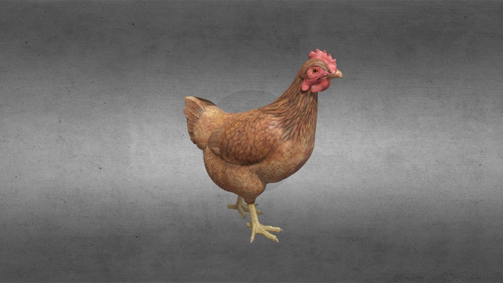 Chicken