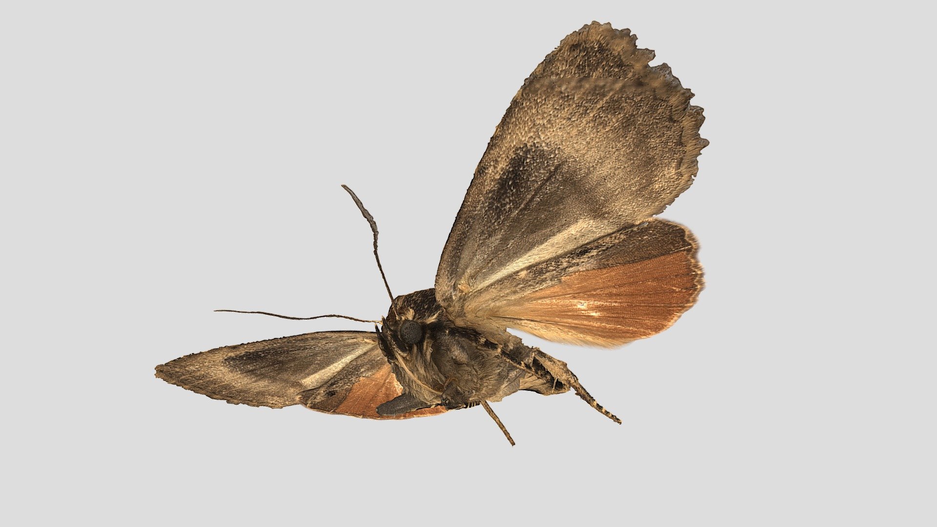 Amphipyra pyramidea