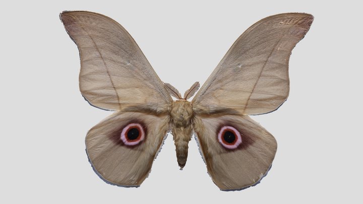 YPM ENT.403677 Moth, Lobobunaea angasana – Kostenloses 3D-Modell STL