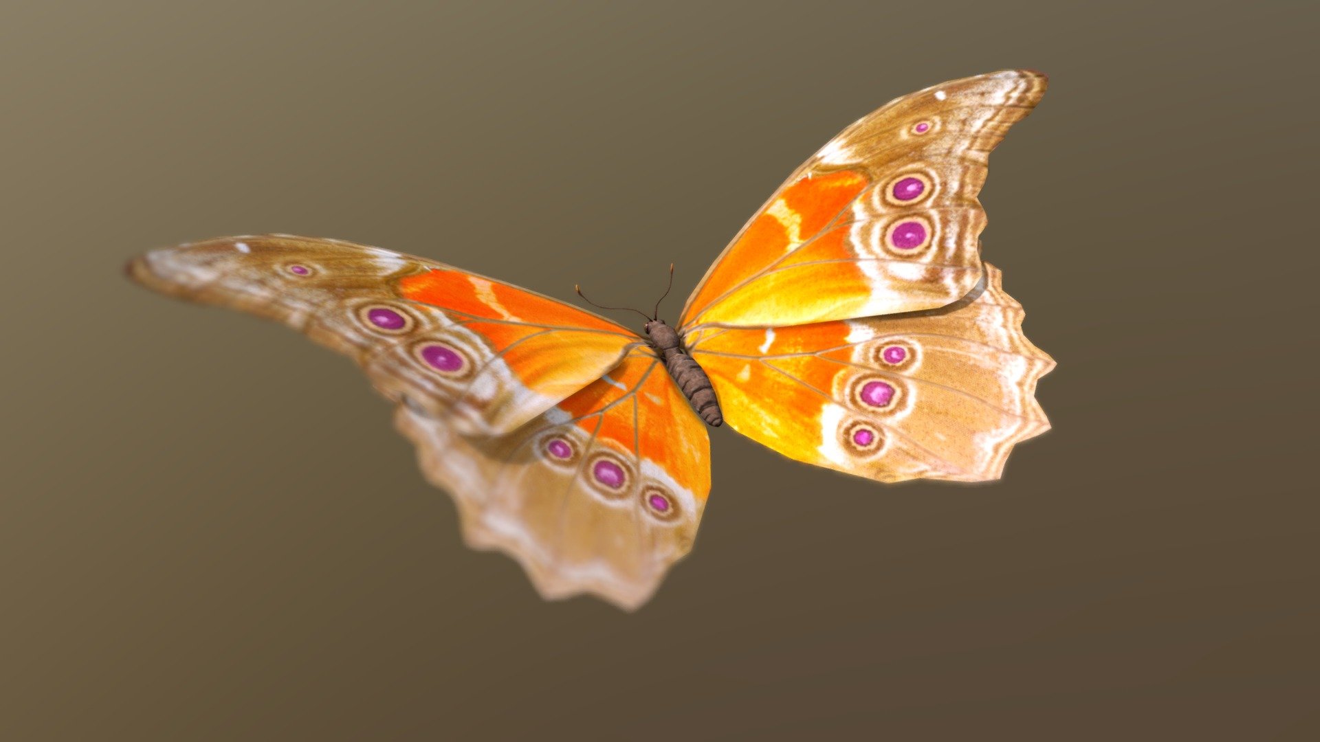 butterfly-3d-model-by-thinkinmonkey-9884b78-sketchfab