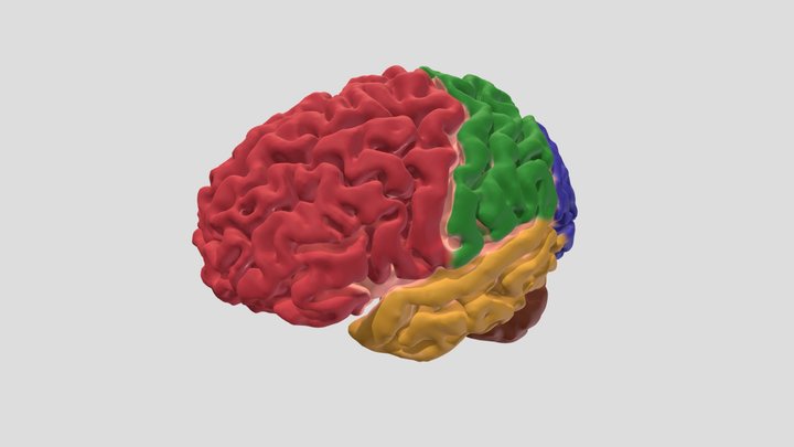 Colour Coded Whole Brain - Gyri and Sulci 3D Model