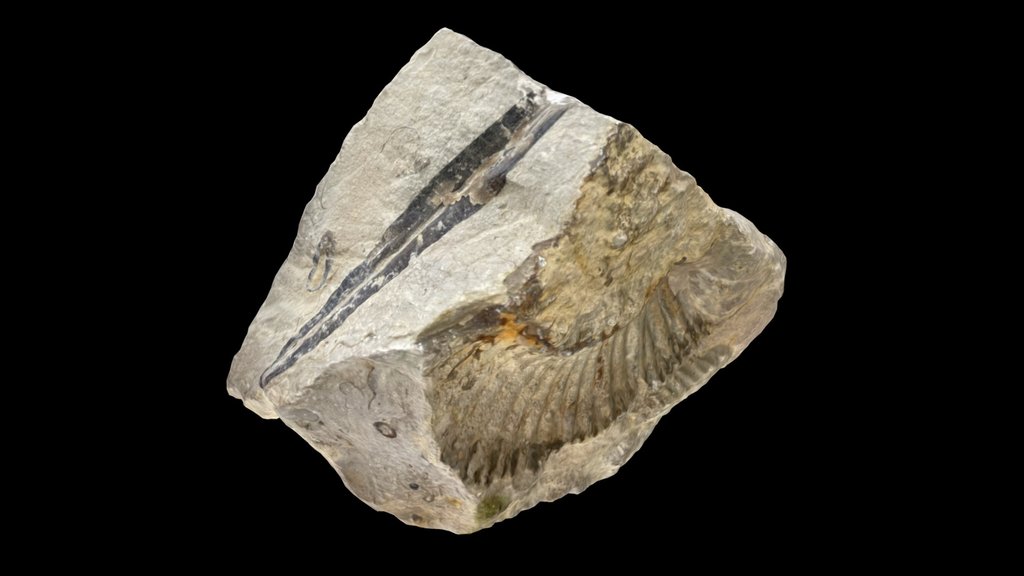 Ammonite Belemnite