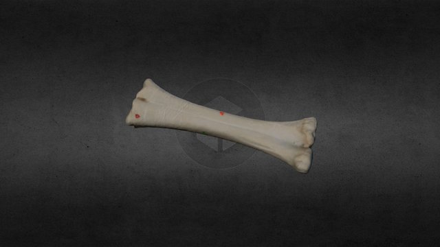 BYO-00 Metacarpal - Agisoft 3D Model