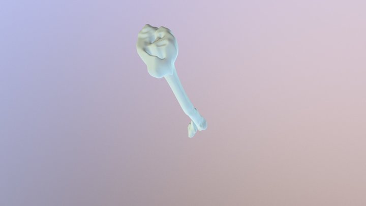 FEMUR 3D Model