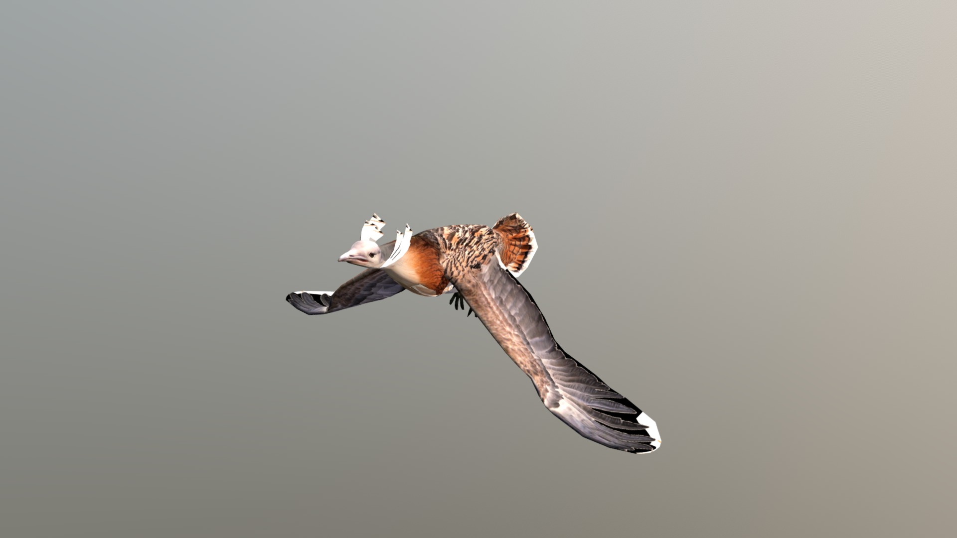 3D model African animals – Drofa - This is a 3D model of the African animals - Drofa. The 3D model is about a bird flying in the sky.