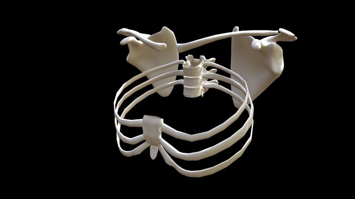3 Bones -- T5 Action Area 3D Model