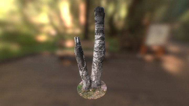Birch Tree Scan 3D Model