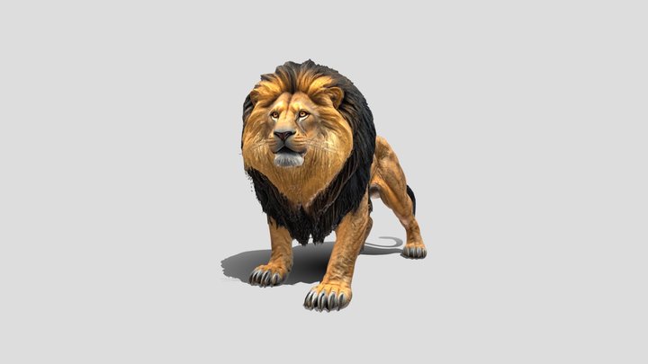 Majestic Lion