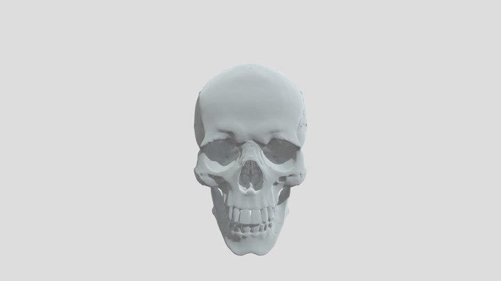 SKULL 3D Model