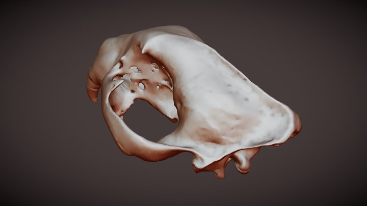 Jaguar 3D Model