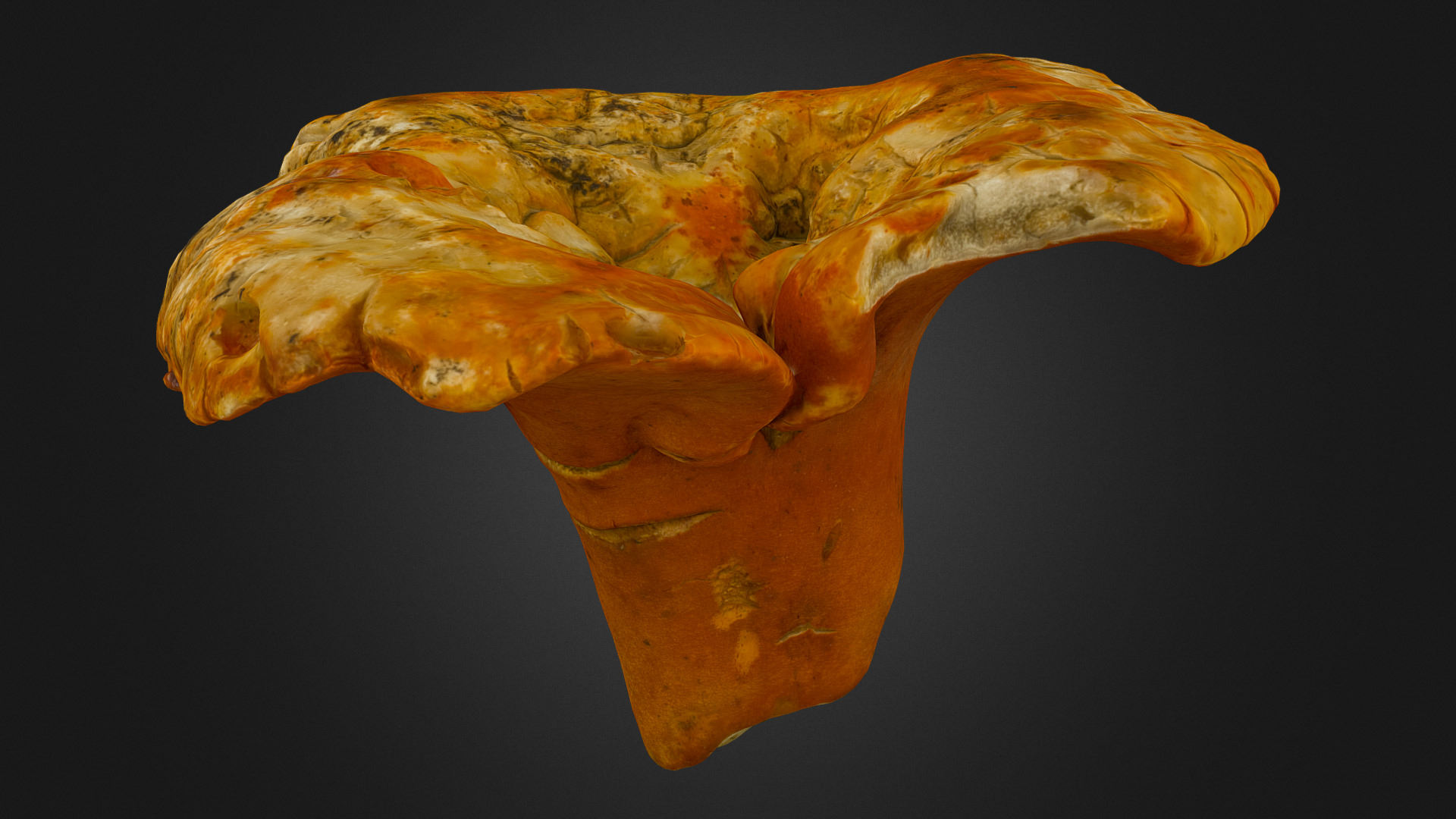 3D model Hypomyces lactifluorum mushroom - This is a 3D model of the Hypomyces lactifluorum mushroom. The 3D model is about a close-up of a human brain.