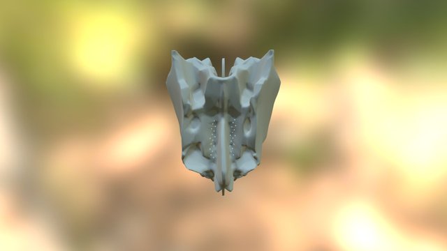 Ethmoid with perpindicular and cribiform plates 3D Model