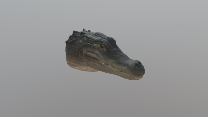 Alligator Head 3D Model