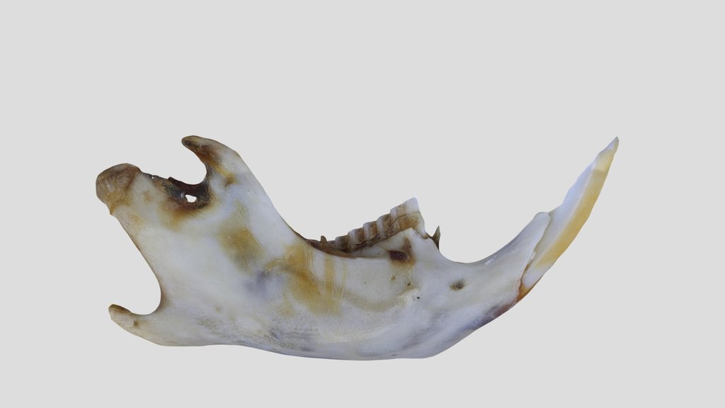 UWYMV:Mamm:4126, P. intermedius, Right Mandible