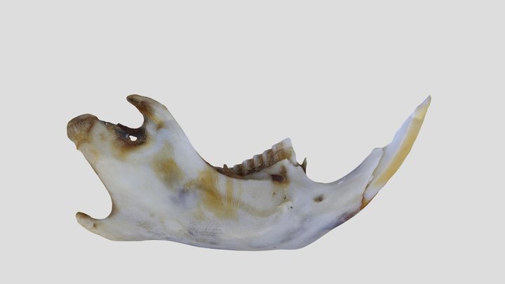 UWYMV:Mamm:4126, P. intermedius, Right Mandible – Free 3D Model STL