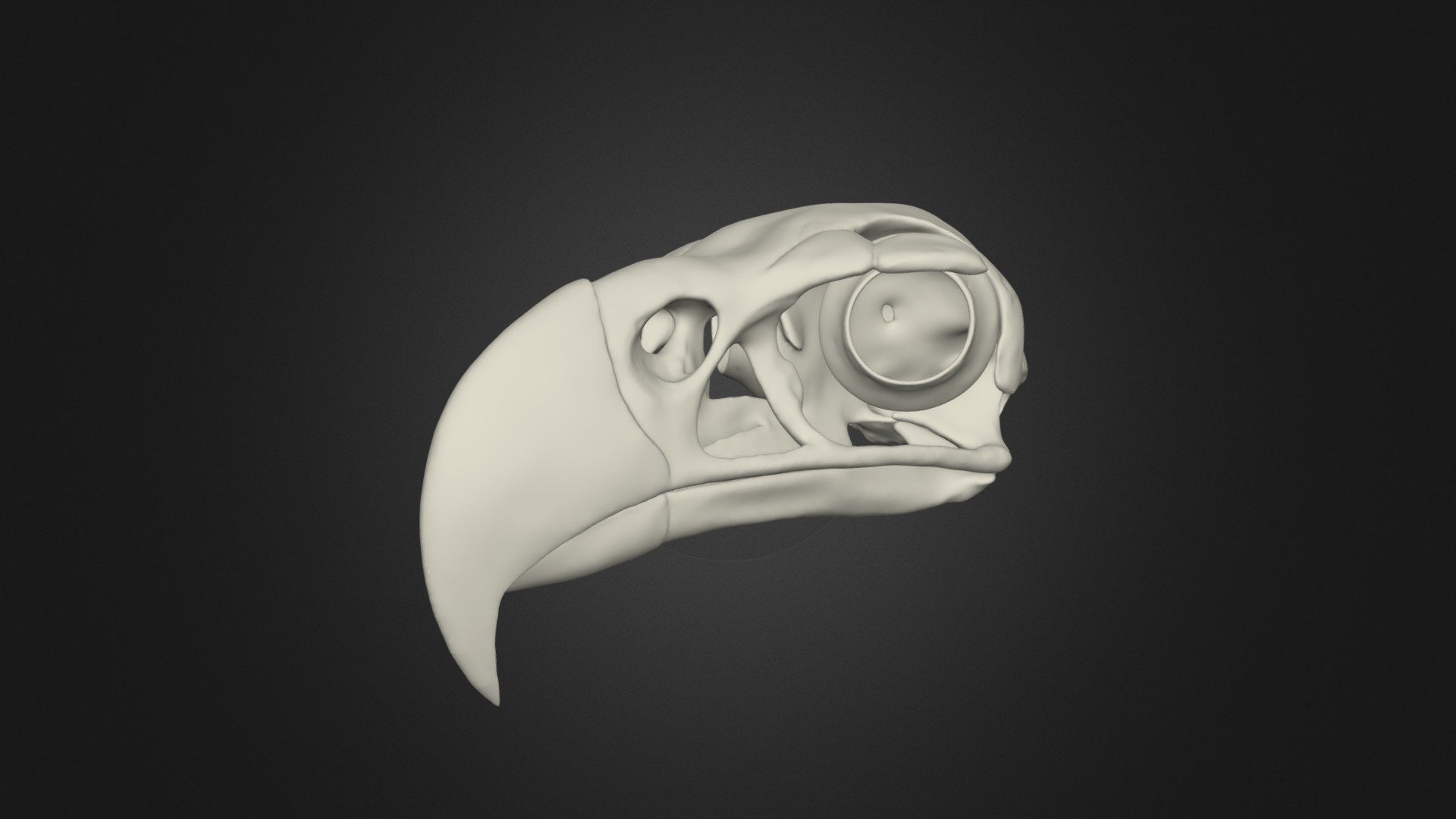 Harpy Eagle Skull