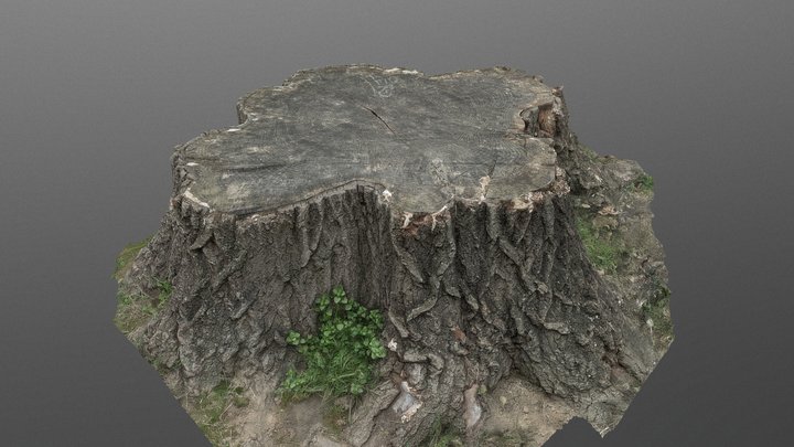 Aspen grass stump