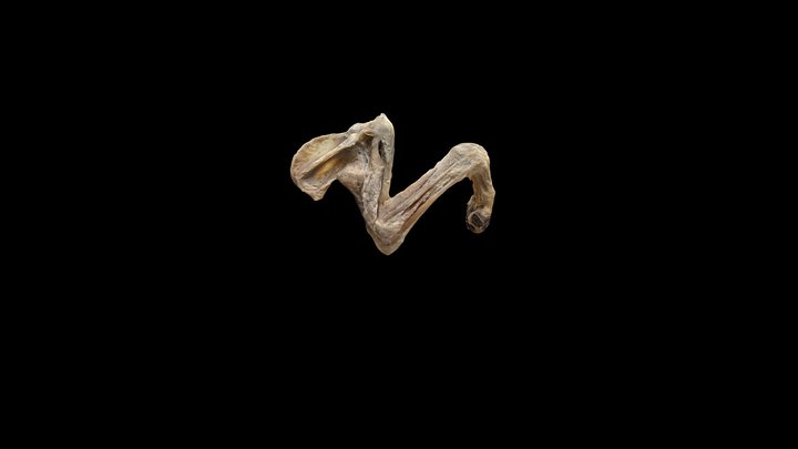 Canine Forelimb V1 3D Model