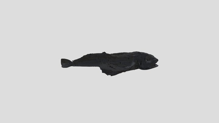 Cottomephorus inermis (Jakowlew, 1890) 3D Model