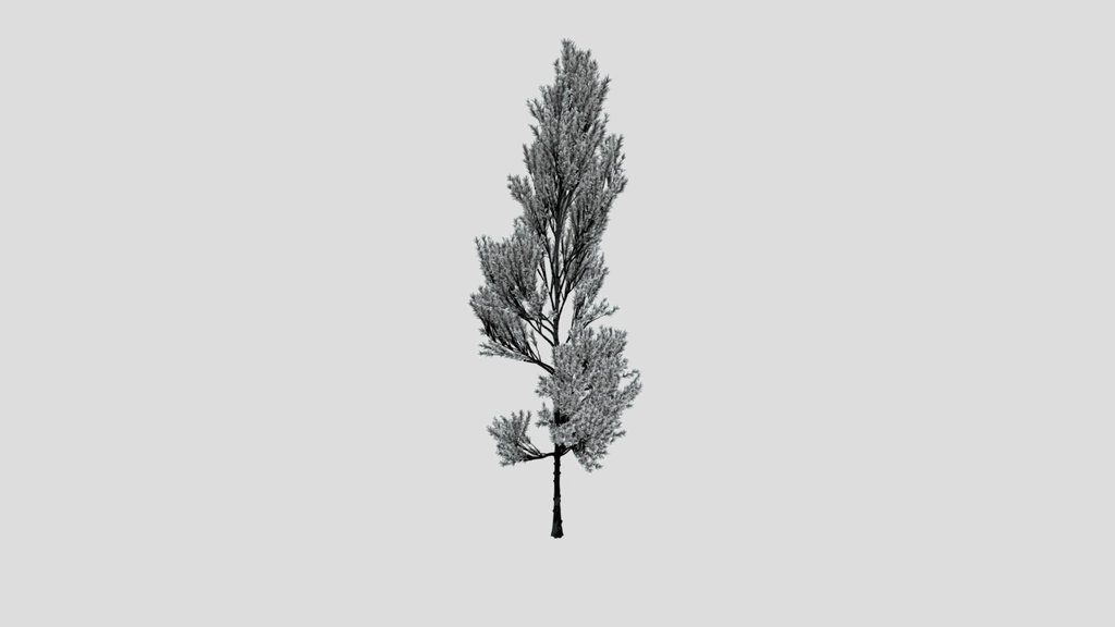 Coniferous Tree