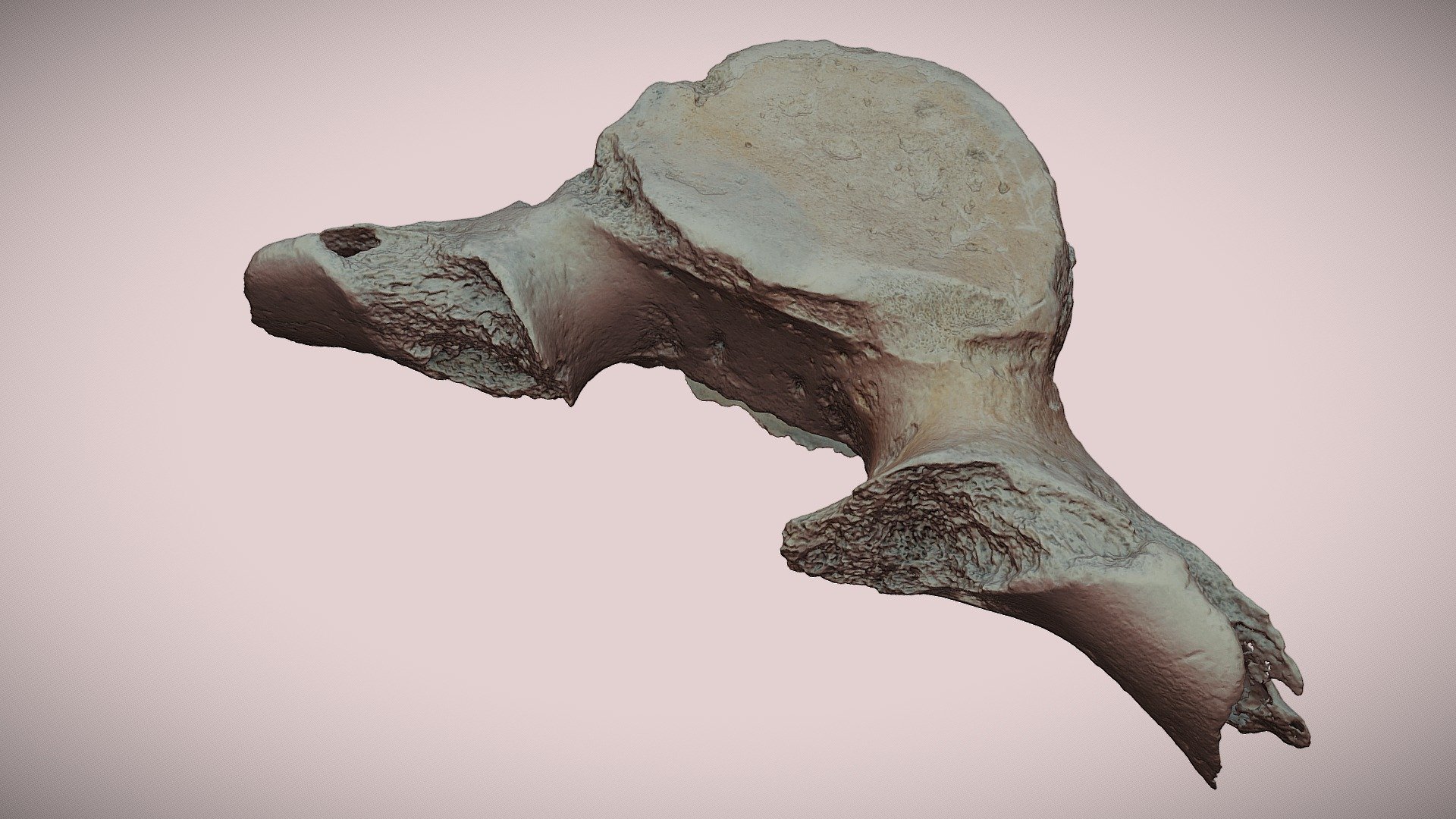 Whale Vertebra