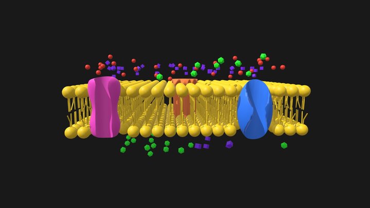 Passive Transport - Facilitated Diffusion Channe 3D Model