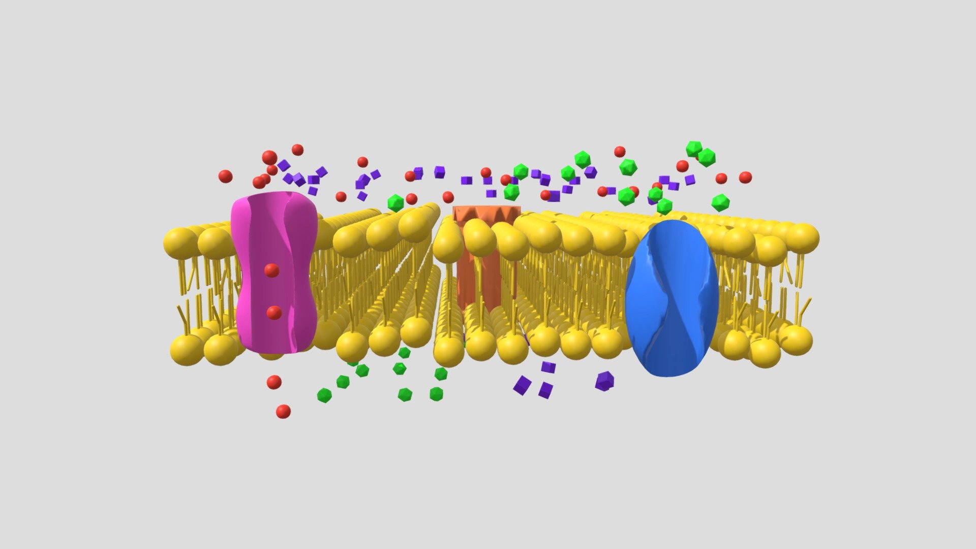 Passive Transport - Facilitated Diffusion Channe - 3D model by Júlio ...