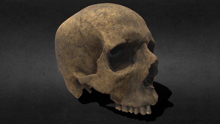 Cráneo Individuo I 3D Model