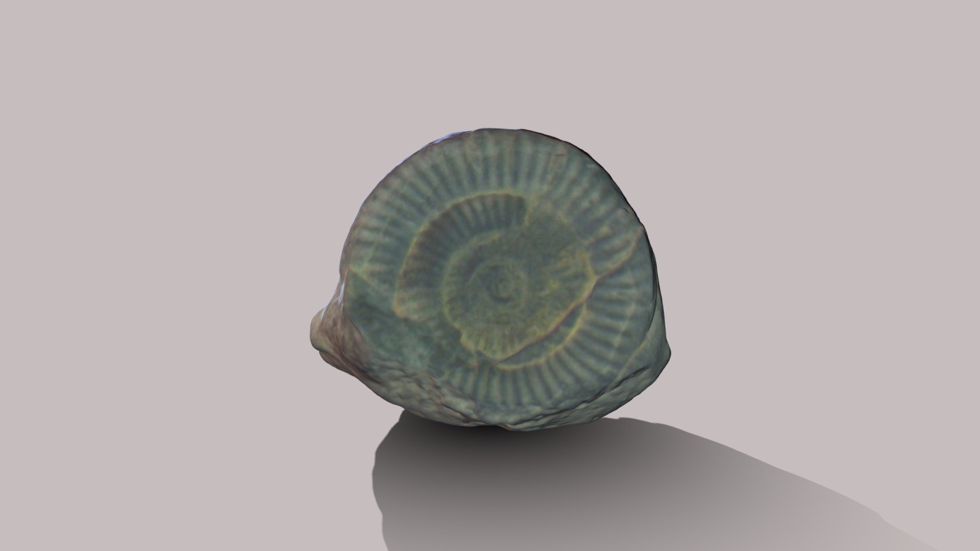 Ammonite