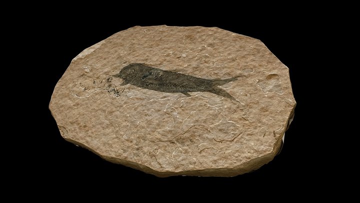 Fossile | poisson 3D Model
