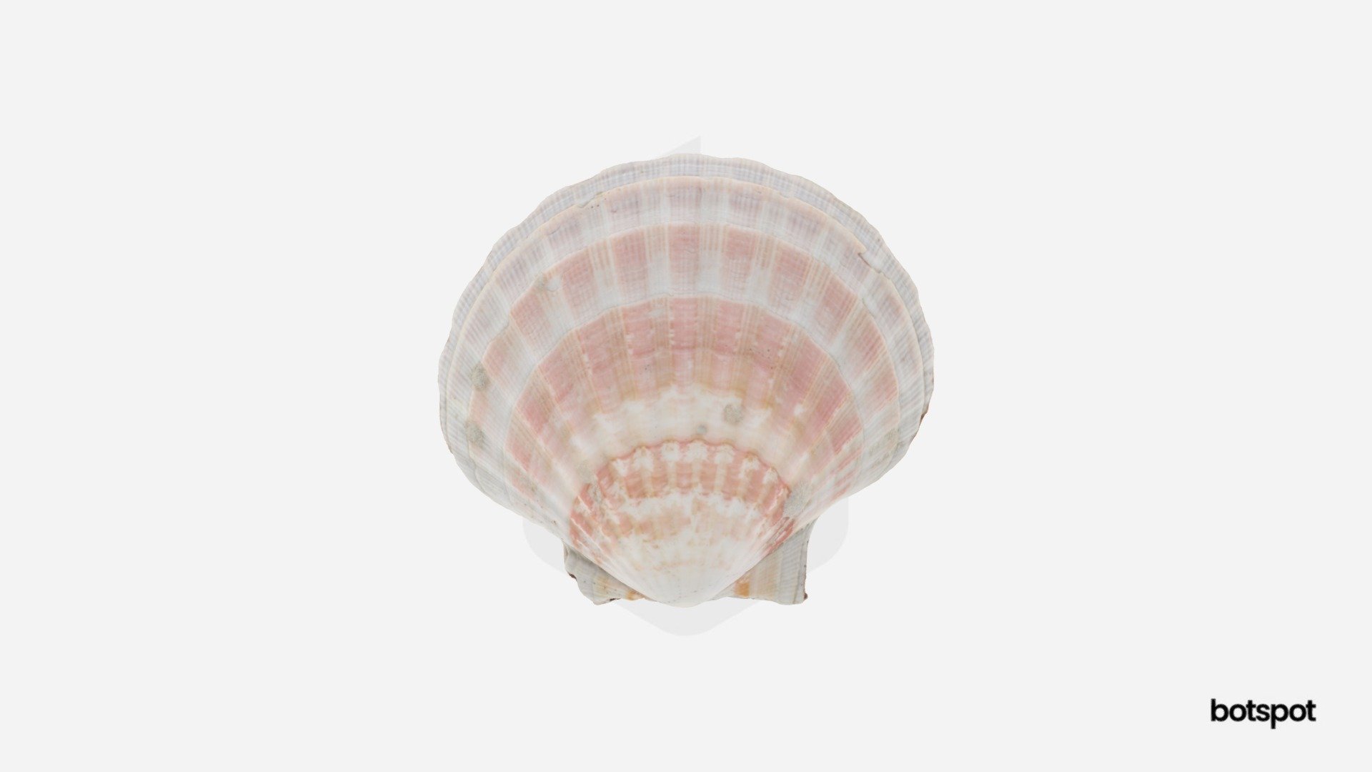 Scallop Shell - 3D Model By Botspot (@botspot3d) [98c2a7e] - Sketchfab