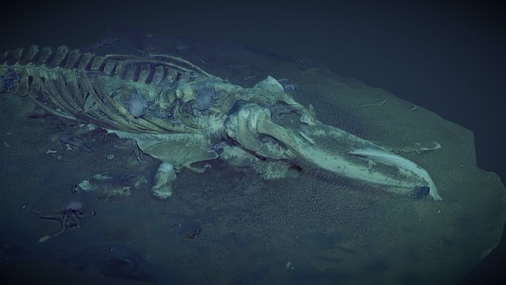 Whale Fall (first attempt) 3D Model