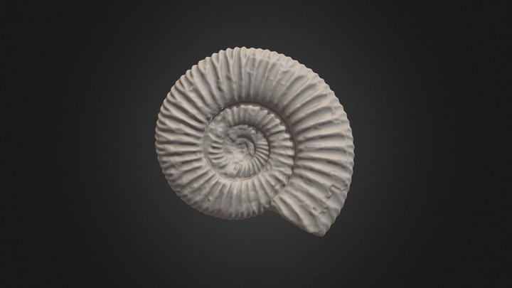 Ammonite (Creality CR-Scan Raptor) 3D Model