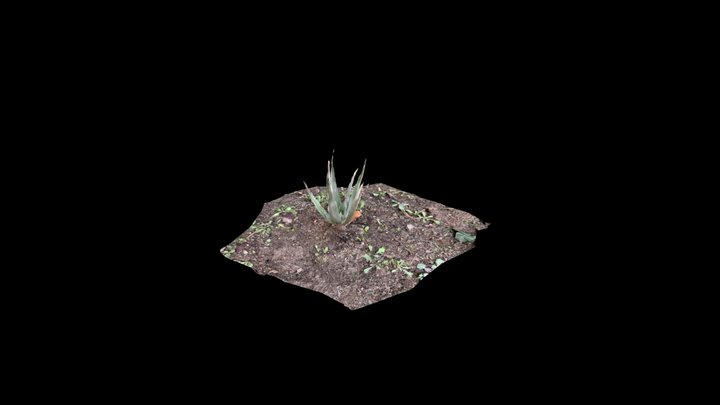 Aloe Vera 04 (raw photogrammetry scan) 3D Model