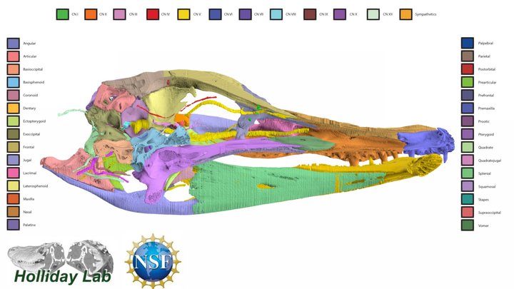 Alligator Skull and Cranial Nerves