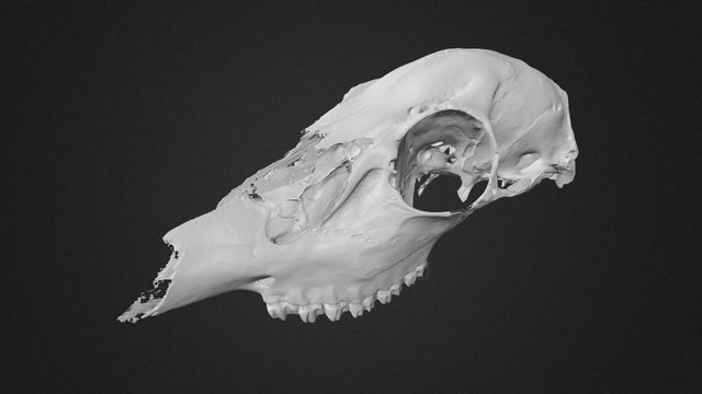 Skull 3D Scan – Modèle 3D gratuit STL
