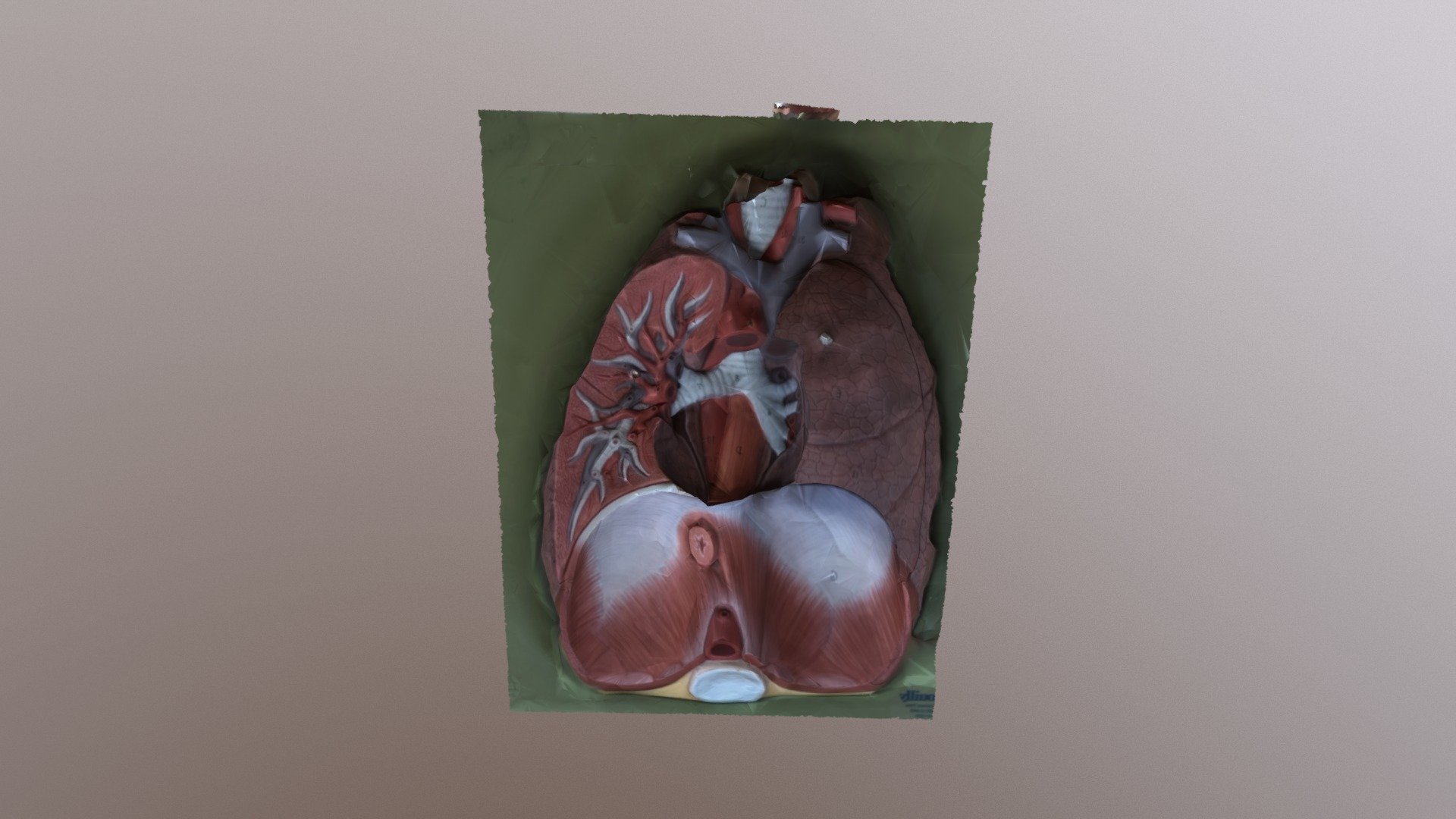 3D Lungs